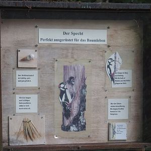 Wald-Erlebnispfad, forest education and experience trail - Woodpecker signage, 2025-05-22