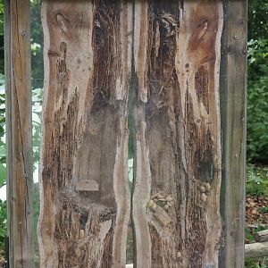 Wald-Erlebnispfad, forest education and experience trail - Cross-section of a woodpecker nesting cavity and food storage, 2025-05-22