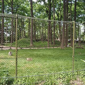 Barbary macaque walk-through exhibit, 2025-05-22