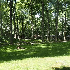 Barbary macaque walk-through exhibit, 2025-05-22