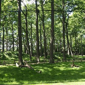 Barbary macaque walk-through exhibit, 2025-05-22