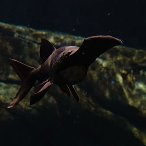 American paddlefish (Polyodon spathula)
