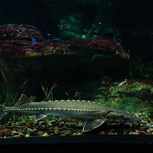 Sterlet (Acipenser ruthenus)