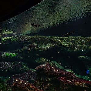 Ancient Waters: Paddlefish and sterlet tank