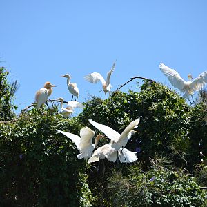 Cattle egrets