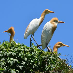 Cattle egrets1
