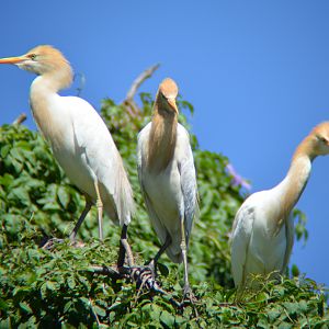 Cattle egrets 2