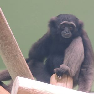 mullers gibbon