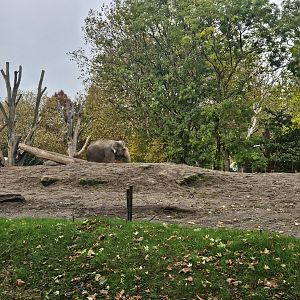 Asian elephant cow yard