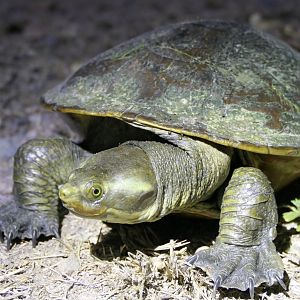 Krefft's River Turtle (Emydura macquarii krefftii)
