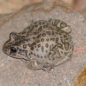 Marbled Frog (Limnodynastes convexiusculus)