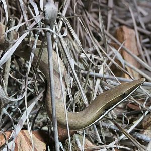 Burton's Legless Lizard (Lialis burtonis)