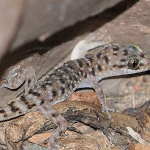 Bynoe's Gecko (Heteronotia binoei)