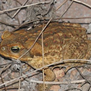Cane Toad (Rhinella marinus)