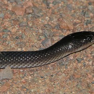 Slaty-grey Snake (Stegonotus australis)