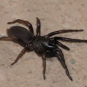 Wishbone spider (Aname sp.)