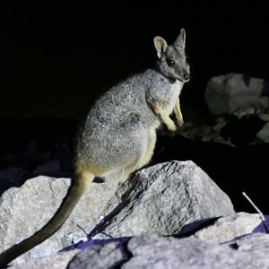 Allied Rock-Wallaby (Petrogale assimilis)