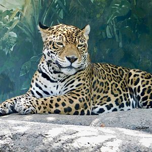 Jaguar (Panthera onca) August 8, 2025