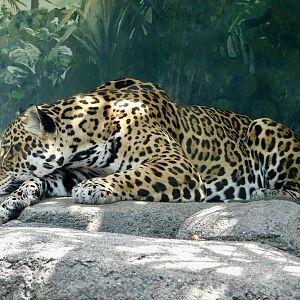 Jaguar (Panthera onca) August 8, 2025