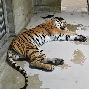 Amur Tiger (Panthera tigris altaica) August 8, 2025