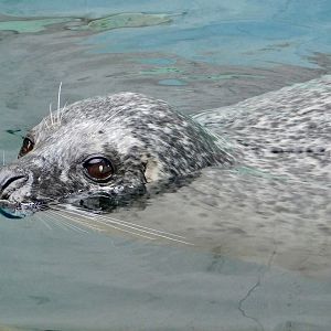 Spotted Seal (Phoca largha) September 20, 2025