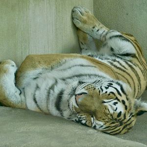 Sleeping Amur Tiger (Panthera tigris altaica) August 7, 2025
