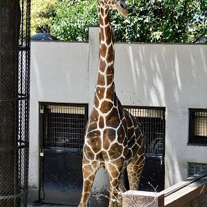 Giraffe (Giraffa camelopardalis) July 19, 2025