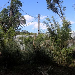Gorilla Outdoor Exhibit, the 1st Yard