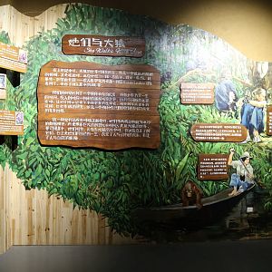 “She Walks with Apes”