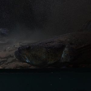 Marble goby (Oxyeleotris marmorata)