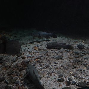 Marble goby tank in the aquarium building