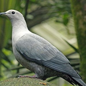 Grey Imperial pigeon
