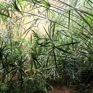 African Bullfrog Exhibit