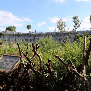 Gorilla Outdoor Exhibit, the 2nd Yard