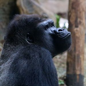 Western Lowland Gorilla