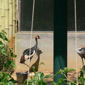 Black Crowned Crane
