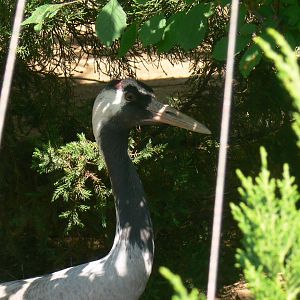 Common Crane