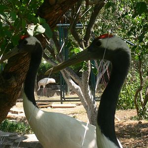 Red-crowned Crane