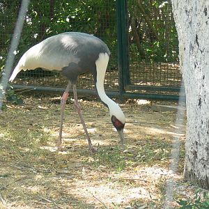 White-naped Crane