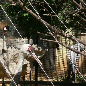 Grey Crowned Crane and Hooded Crane