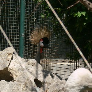 Grey Crowned Crane