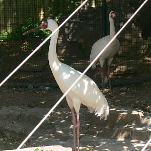 Siberian Crane