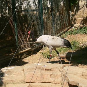 Black-necked Crane
