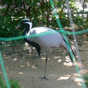 Demoiselle Crane