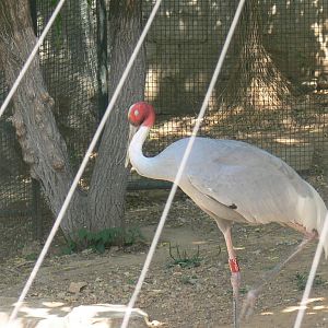 Sarus Crane