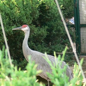 Sandhill Crane