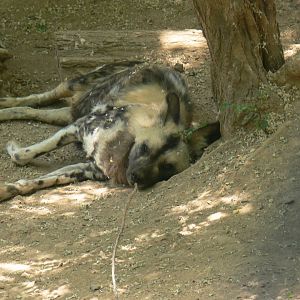 African Wild Dog