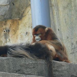 Golden Snub-nosed Monkey