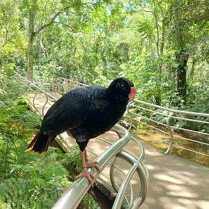 Cecropia aviaries Alagoas curassow - Parque das Aves