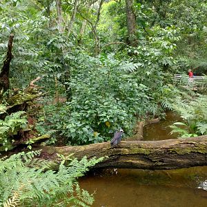 Cecropia aviaries - Parque das Aves